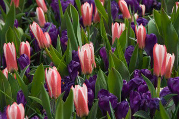 Kaufmanniana Tulips, Waterlily Tulips, Spring Bulbs, Spring Flowers, tulip Verdi, tulip heart's delight, tulip Johann Strauss,tulip Scarlet Baby,tulip  Showwinner,tulip  Stresa,